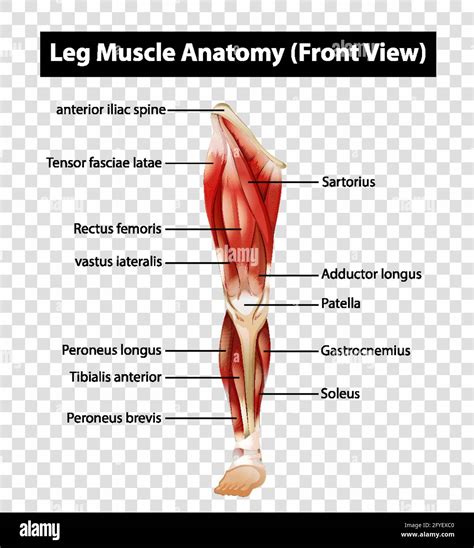 Ultimate Leg Muscle Diagram Guide: Explore Muscles