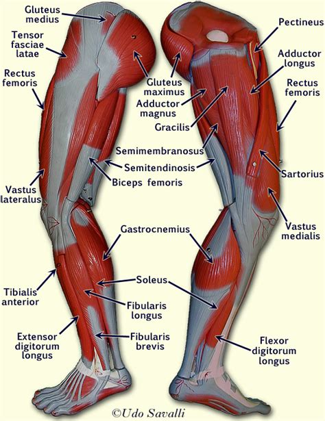 6 Leg Muscles Labeled