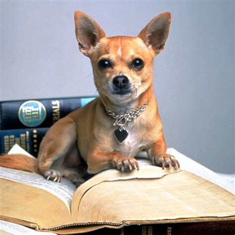 5 Tips Legally Blonde Chihuahua
