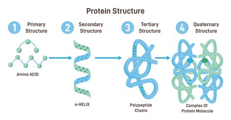 Levels Of Protein Structure
