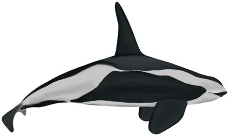 Lieran Killer Whale Liera Speculative Evolution Wiki Fandom