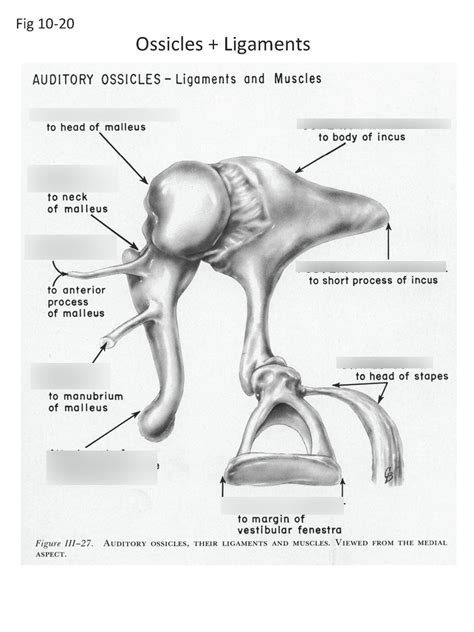 Ligaments Of Auditory Ossicles Left Complete Anatomy Ligaments Of Auditory Ossicles Left Complete Anatomy