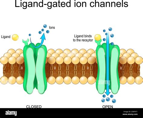 Ligand Gated Ion Channel-3