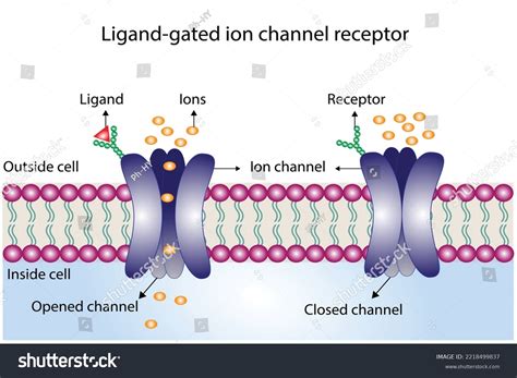 5 Ways Ligand Gates Work