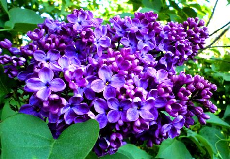 Discover the Mystique and Beauty of Lilac Flower: A Complete Guide
