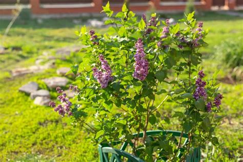 5 Lilac Care Tips