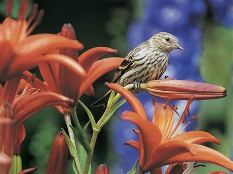 Lily Birds And Blooms Lily Birds And Blooms