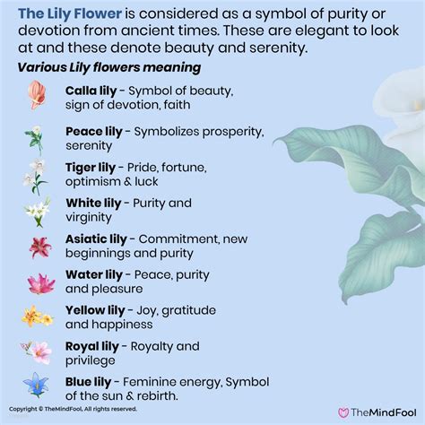 Lily Flower Meaning And Symbolism Lily Tattoo Meaning Lily Meaning