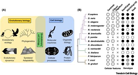 Limits On The Evolutionary Rates Of Biological Traits Scientific Reports Limits On The Evolutionary Rates Of Biological Traits Scientific Reports