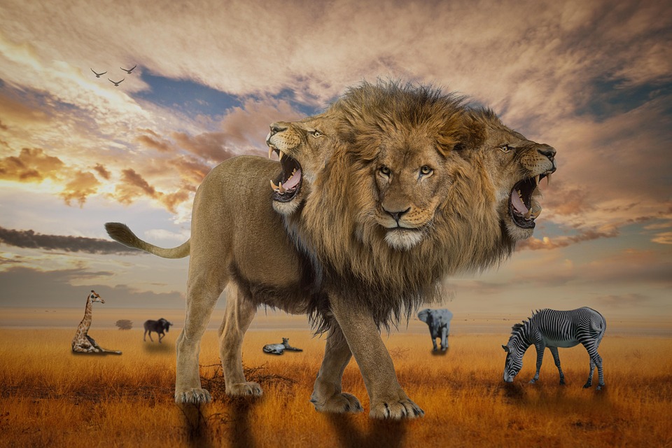 Lion Three Headed Africa Free Photo On Pixabay