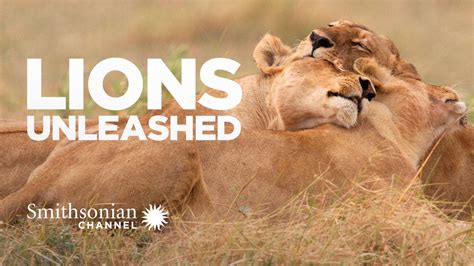 Lions Unleashed Ep 4 This Episode We Sat Down With Leo Santos A Very Promising Young Talent Whose Journey Has Been Nothing Short Of Exciting From Playing For One Knox To Lions Unleashed Ep 4 This Episode We Sat Down With Leo Santos A Very Promising Young Talent Whose Journey Has Been Nothing Short Of Exciting From Playing For One Knox To