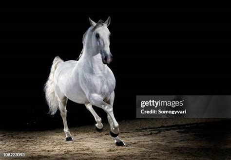 Lipizzaner Stallions Stock Photos Amp Lipizzaner Stallions Stock Images
