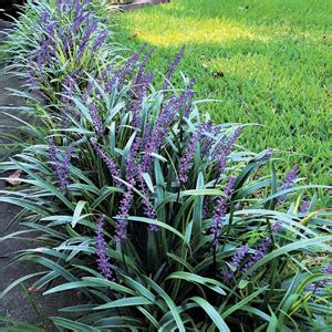 Liriope Evergreen Giant Liriope Muscari Garden Express