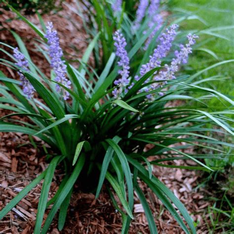 Liriope Evergreen