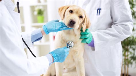 List 24 Hour Veterinary Clinics In Metro Manila