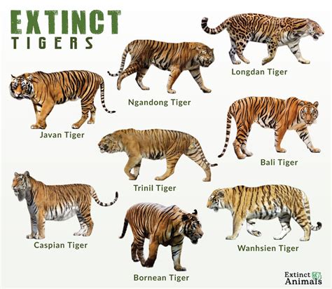 List Of Extinct Species In The World List Of Extinct Species In The World