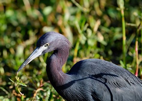 Little Blue Heron Largo Central Park Nature Preserve Largo Flickr