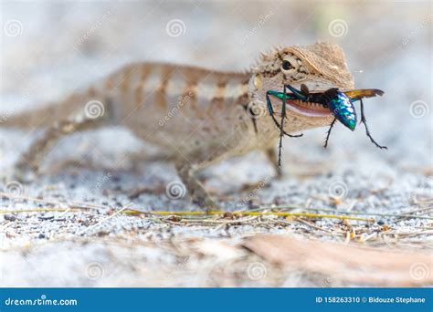 Lizard Eating A Colorful Wasp Stock Photo Image Of Asia Insect