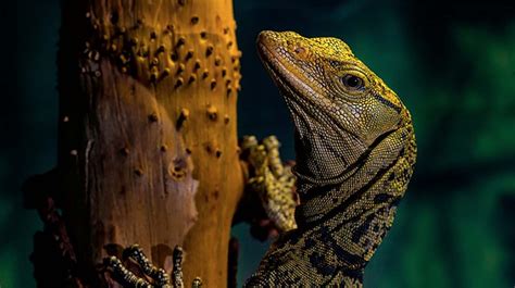 Lizard San Diego Zoo Animals Plants