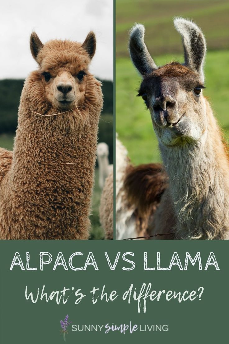 Llama vs Alpaca Comparison