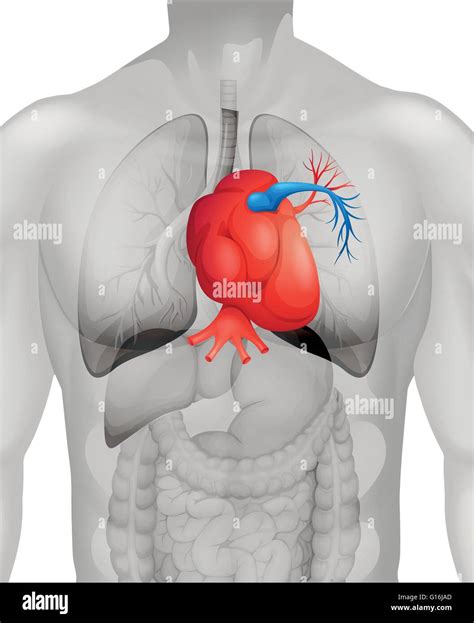 Location Of Human Heart In Body Medicinebtg Com
