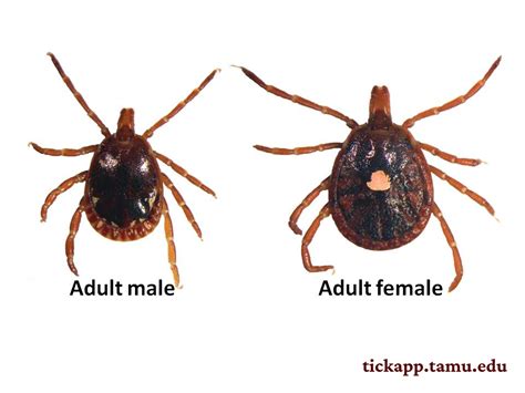 Lone Star Tick Lone Star Tick