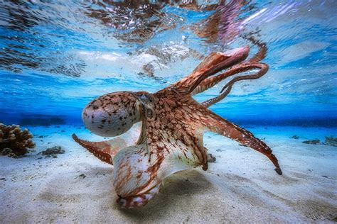 Looming Octopus Dances In Winning Underwater Photo Live Science Looming Octopus Dances In Winning Underwater Photo Live Science