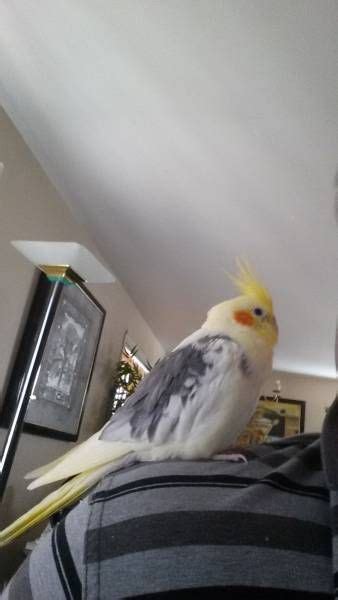Lost Cockatiel Parrot Bird Millbrae California Ca United States