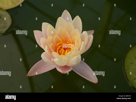 Lotus Flavor Hi Res Stock Photography And Images Alamy