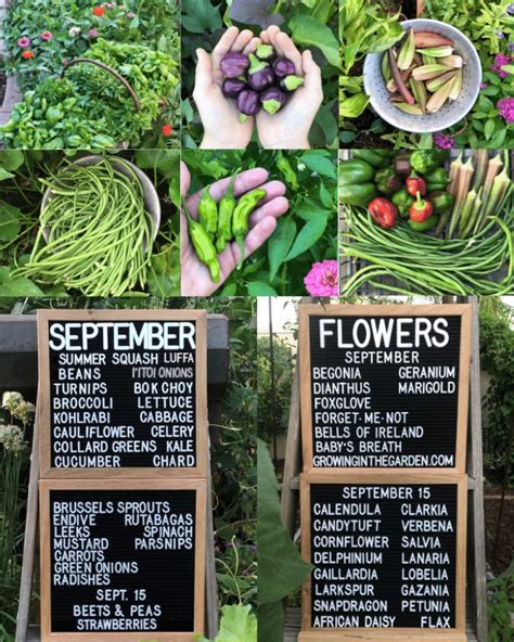 Low Desert Arizona Friends Our Spring Season Is Short But It Allows Us To Grow Our Favorite Warm Season Crops February Check Your Frost Date Is The Perfect Time To Get These Five Low Desert Arizona Friends Our Spring Season Is Short But It Allows Us To Grow Our Favorite Warm Season Crops February Check Your Frost Date Is The Perfect Time To Get These Five