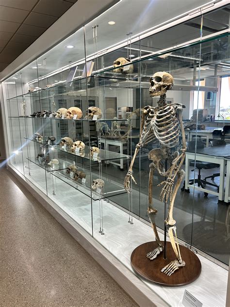 Lucy S Story Institute Of Human Origins Lucy S Story Institute Of Human Origins