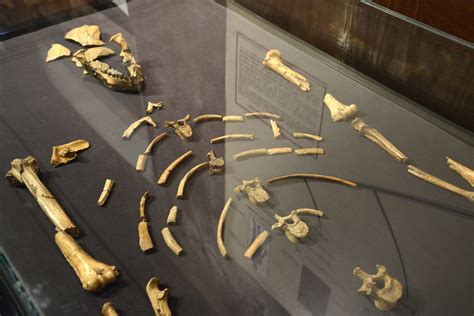 Lucy The Skeleton Danakil Pictures Ethiopia In Global Geography Lucy The Skeleton Danakil Pictures Ethiopia In Global Geography