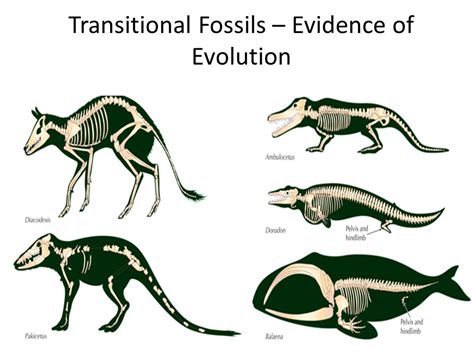 Lyl4science Fossils And Evidences Of Evolution