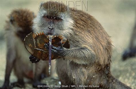 Macaques Eating Horseshoe Crabs R Natureismetal Macaques Eating Horseshoe Crabs R Natureismetal