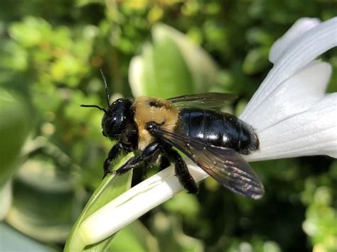 Macrodan Eastern Carpenter Bee 10 Interesting Facts Carpenter Bee