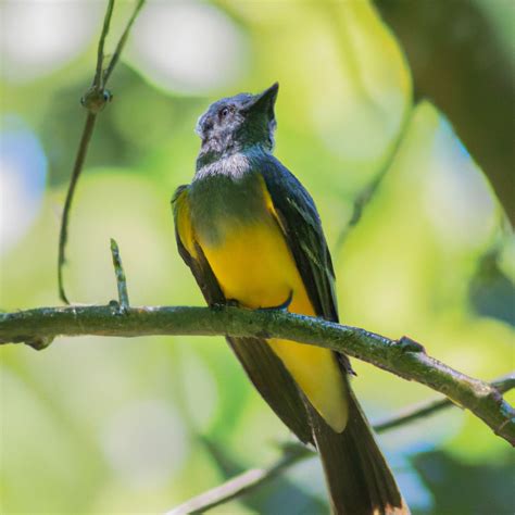 Unveiling the Rich Heritage and Cultural Significance of Macua