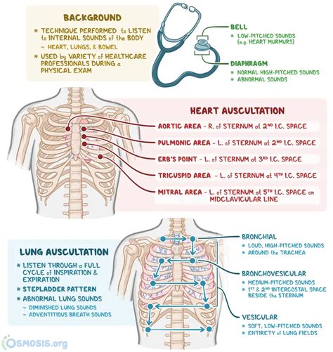 Main Areas Of Cardiac Auscultation Abbreviation Ics Intercostal