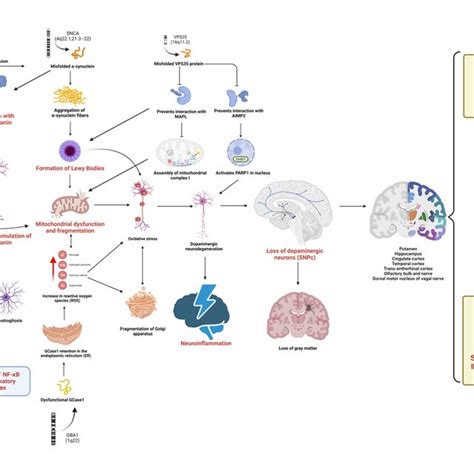 Main Behavioral Changes In Parkinson S Disease 80 84 85 87 90 93