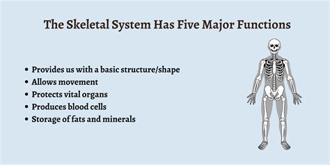 Major 5 Functions Of The Skeletal System Notes For Lpns
