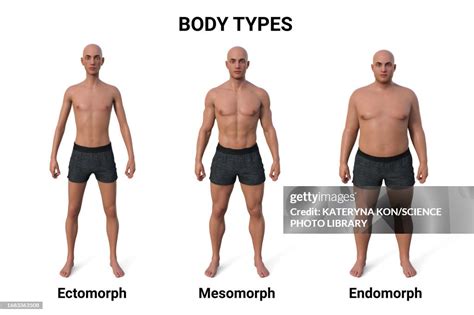 Male Body Types Illustration High Res Vector Graphic Getty Images