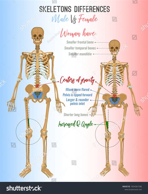 Male vs Female Skeleton Differences