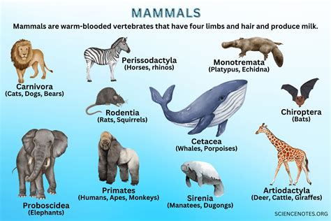 Mammals Origin Classification And Types Common Characteristics