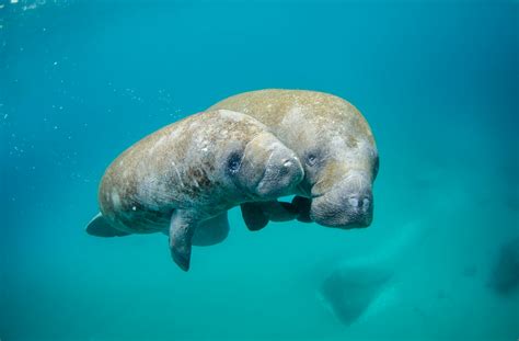 Manatee In Care At Florida State Park Drowned As Pool Drained Report Finds Manatee In Care At Florida State Park Drowned As Pool Drained Report Finds