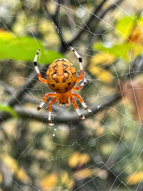 Marbled Orb Weaver Spider Facts