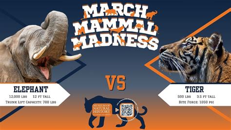 March Mammal Madness 2024 Licha Othilie