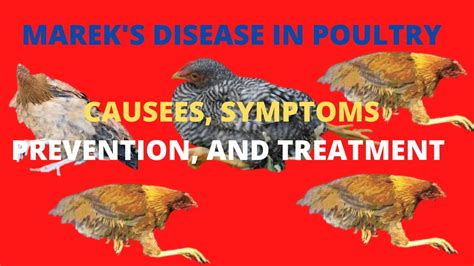 Marek S Disease In Poultry How To Treat Marek S Disease Youtube