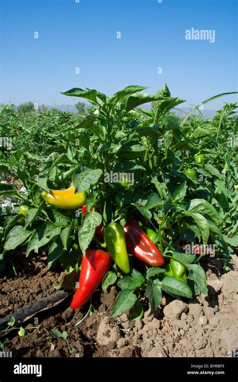 Mature Red And Maturing Green Organic Fresno Chili Peppers On The Bush Mature Red And Maturing Green Organic Fresno Chili Peppers On The Bush