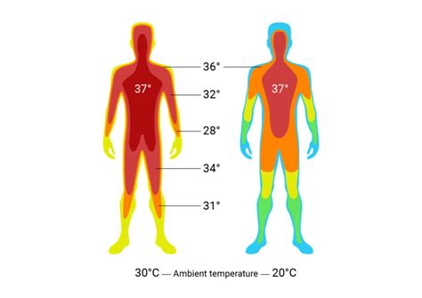 Measuring Body Temperature Body Physics 2 0 Measuring Body Temperature Body Physics 2 0