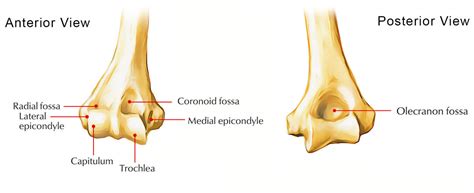Medial Condyle Of Humerus