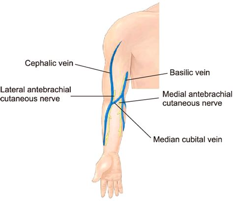 Median Antecubital Vein